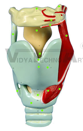 Large Larynx - Anterior View